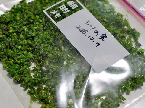 新鮮な香りをそのままに♪しその実の冷凍保存